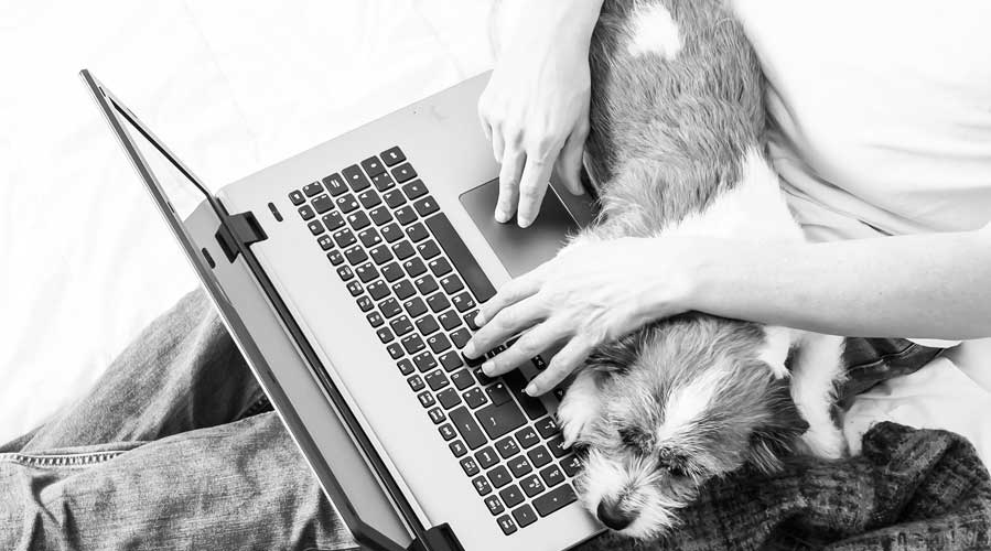 A dog sitting on the lap; images used for HSBC Australia Maximising your tax return.
