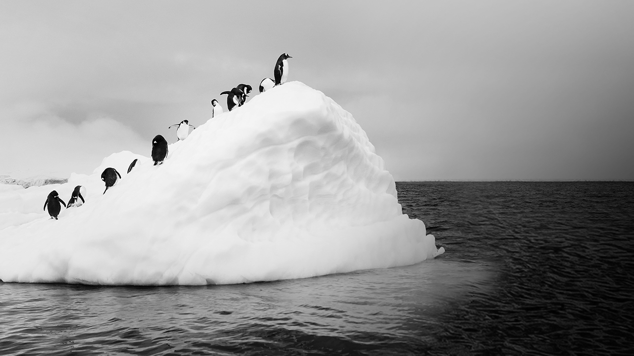 Penguins walking on ice rock; image used for HSBC join the bigger picture.